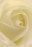 Nestled within the delicate embrace of a cream-white rose, viewers are invited to experience the flower's essence as envisioned by a dedicated South Woodford florist. Each petal curves inward with deliberate care, their velvety texture nearly cloud-like-whisper-light and faintly cool to the imagined touch. Soft, ambient lighting accentuates the intricate spiral at the heart of the bloom, adding depth with gently curling shadows reminiscent of peaceful mornings beneath South Woodford's leafy canopies. The atmosphere is serene and contemplative-ideal for conveying sympathy, admiration, or celebrating quietly significant days. The nearly translucent petals suggest fragility yet promise resilience, echoing the beauty of nature found in the area's green spaces. The scent is subtle but touches the senses, mingling sweetness with quiet reassurance. Through this close-up perspective, the craftsmanship and emotion poured into every arrangement at Florist South Woodford become palpable, transforming a single rose into a heartfelt expression for cherished local moments.